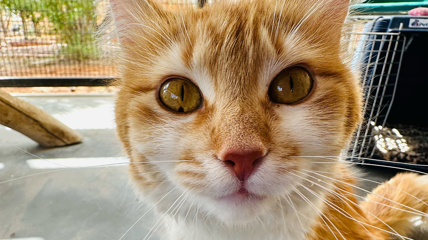 Kitty